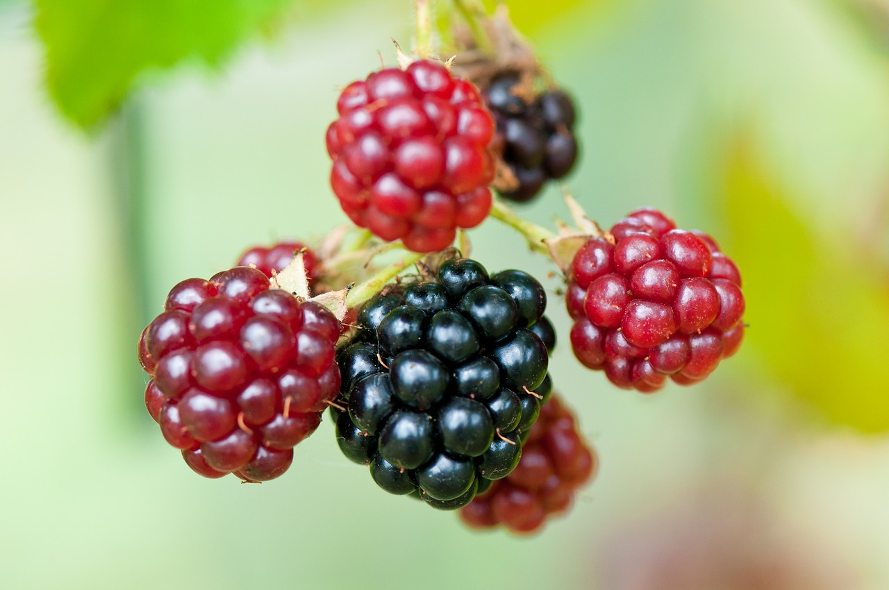 blackberries berries rubus sectio rubus free photo