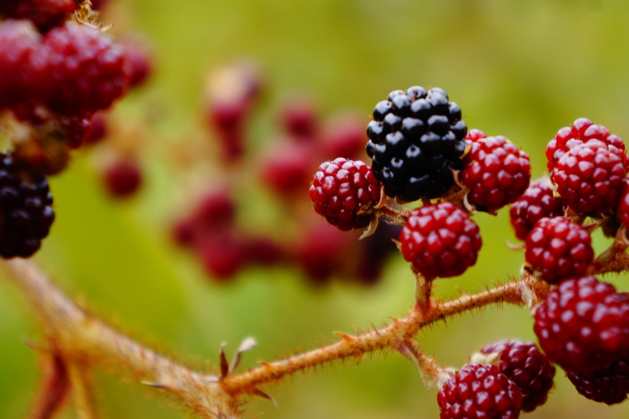 blackberries  berries  fresh free photo