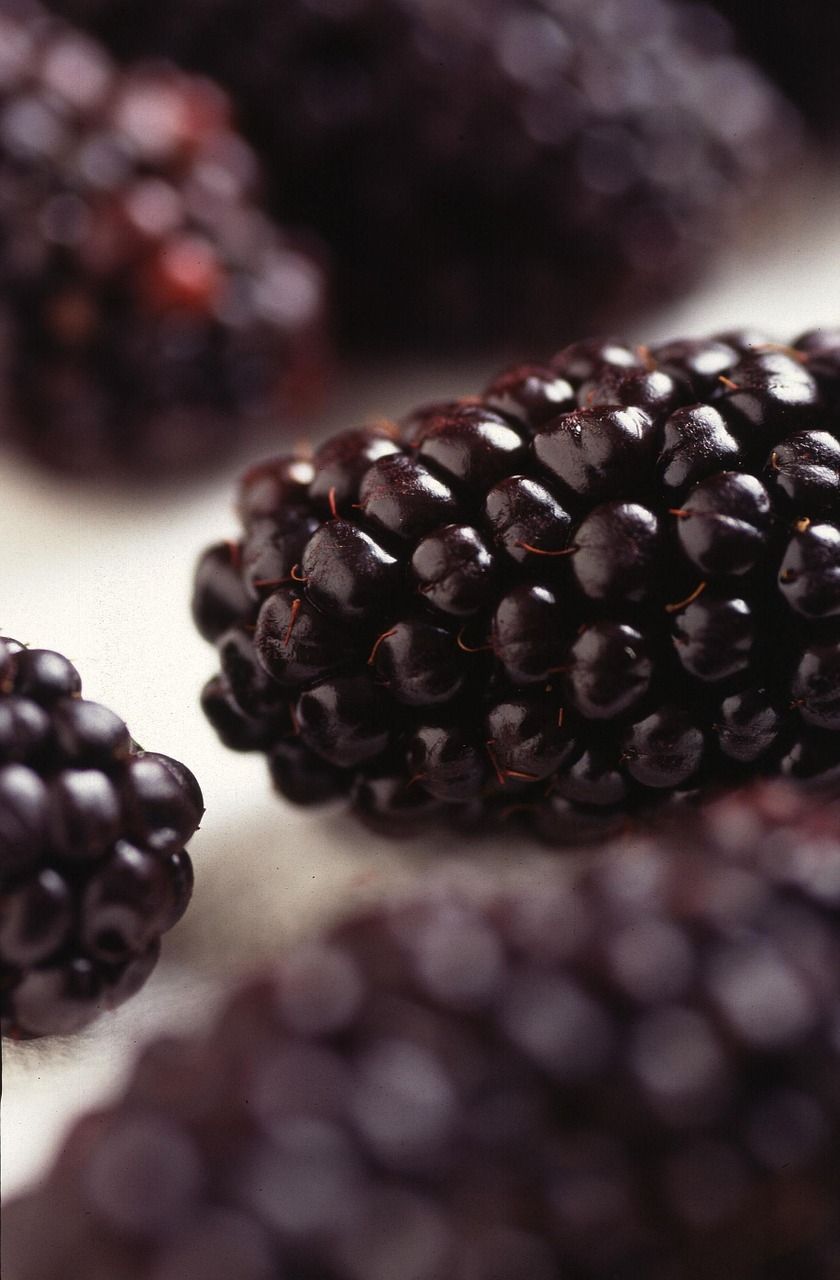 blackberries modified genetically free photo