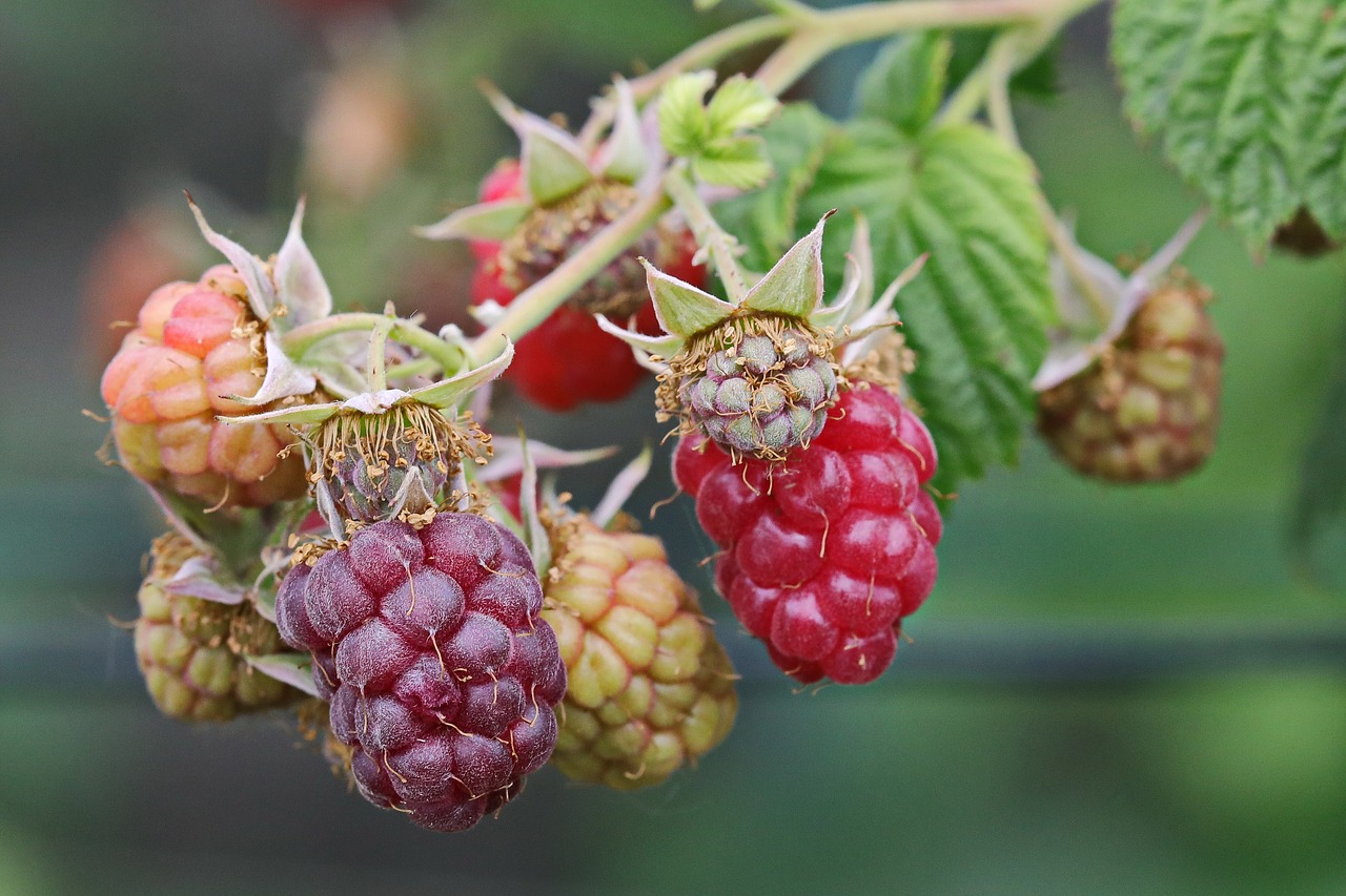 blackberries  fruit  berries free photo