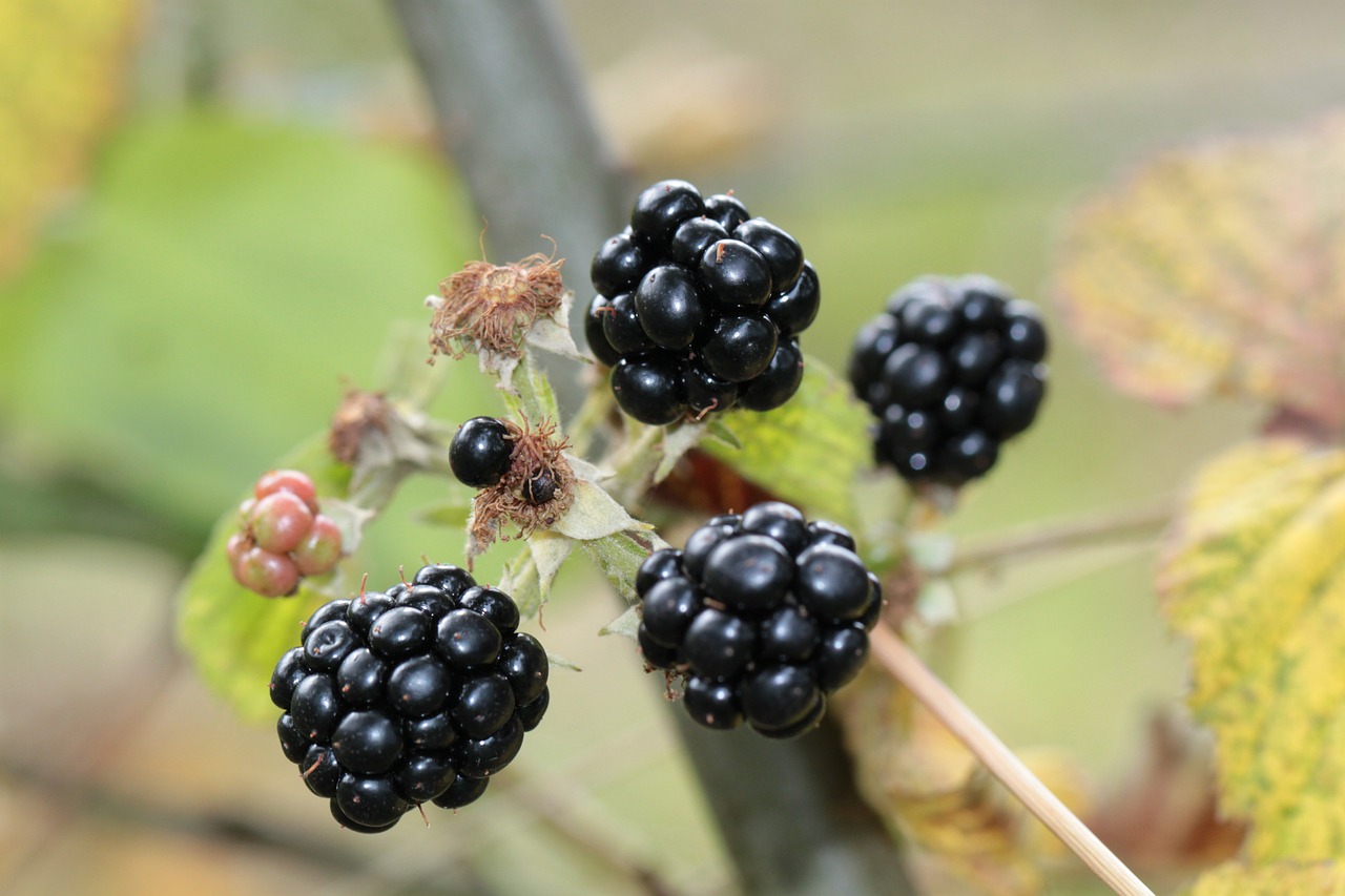 blackberries berries berry fruit free photo