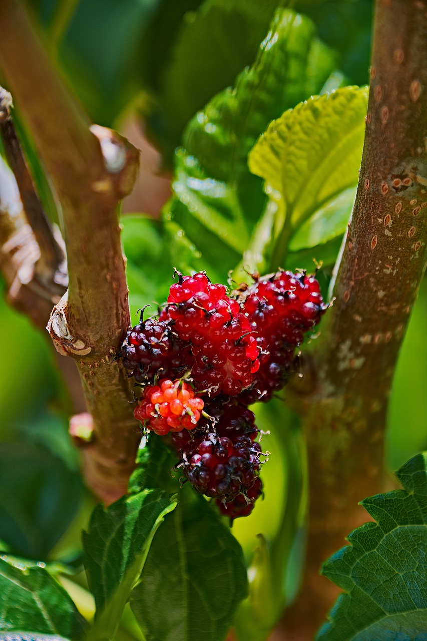 blackberries  colorful  plant free photo