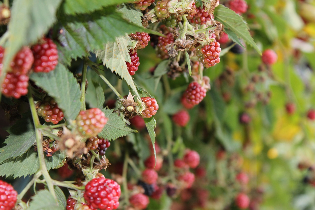 blackberries fruits bush free photo
