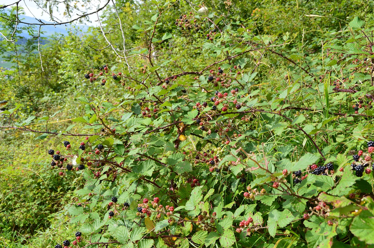 blackberries forest nature free photo