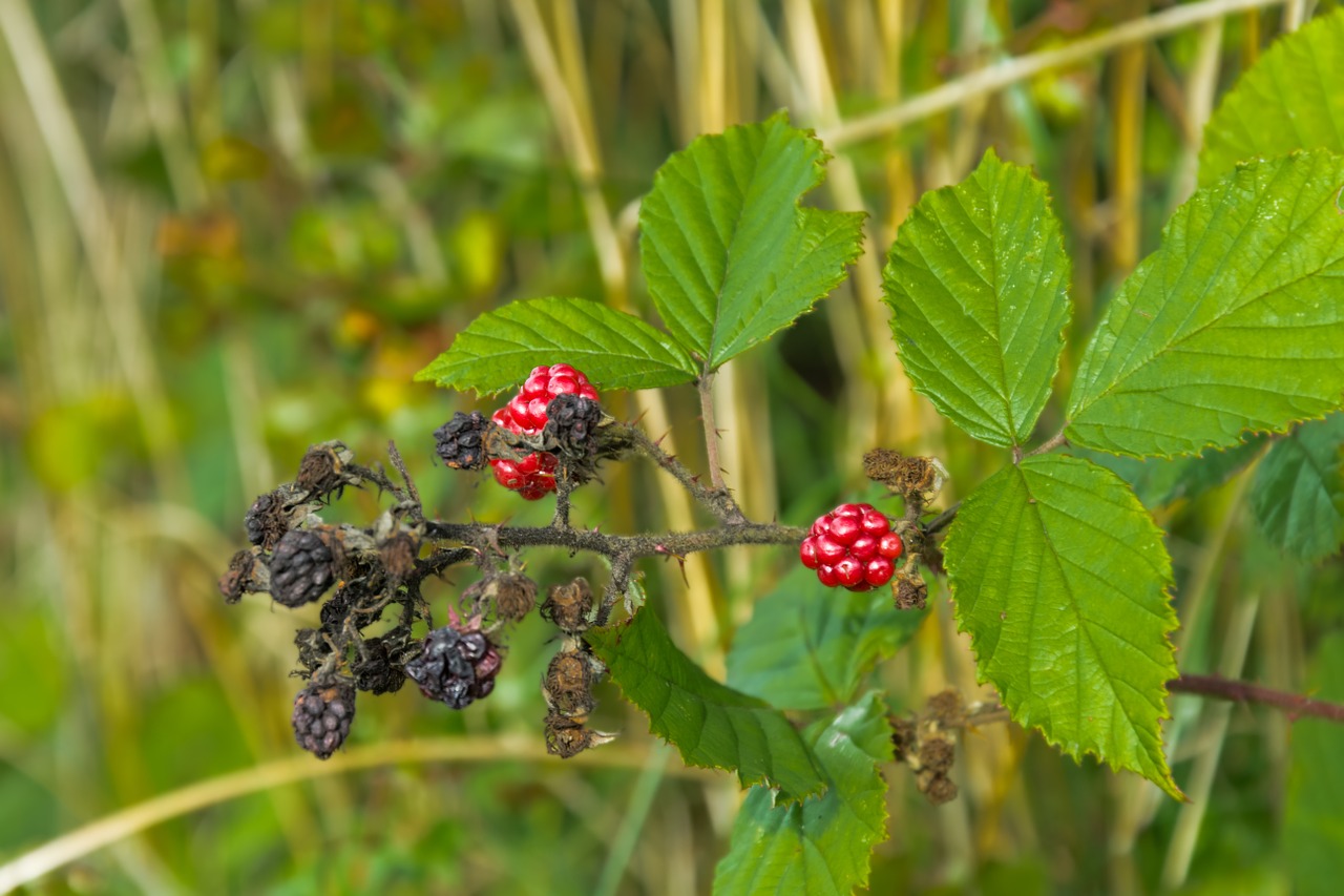 blackberries berry leaf free photo