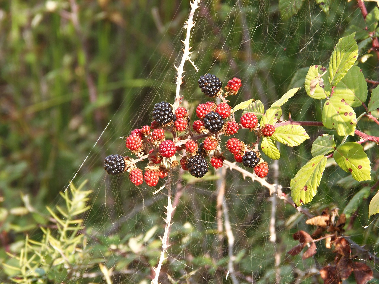 blackberries black and red fruit free photo