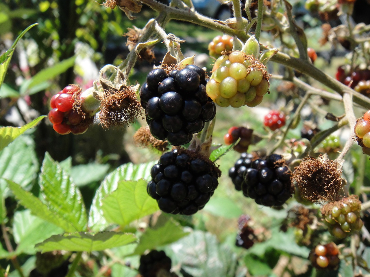 blackberries fruit wild free photo