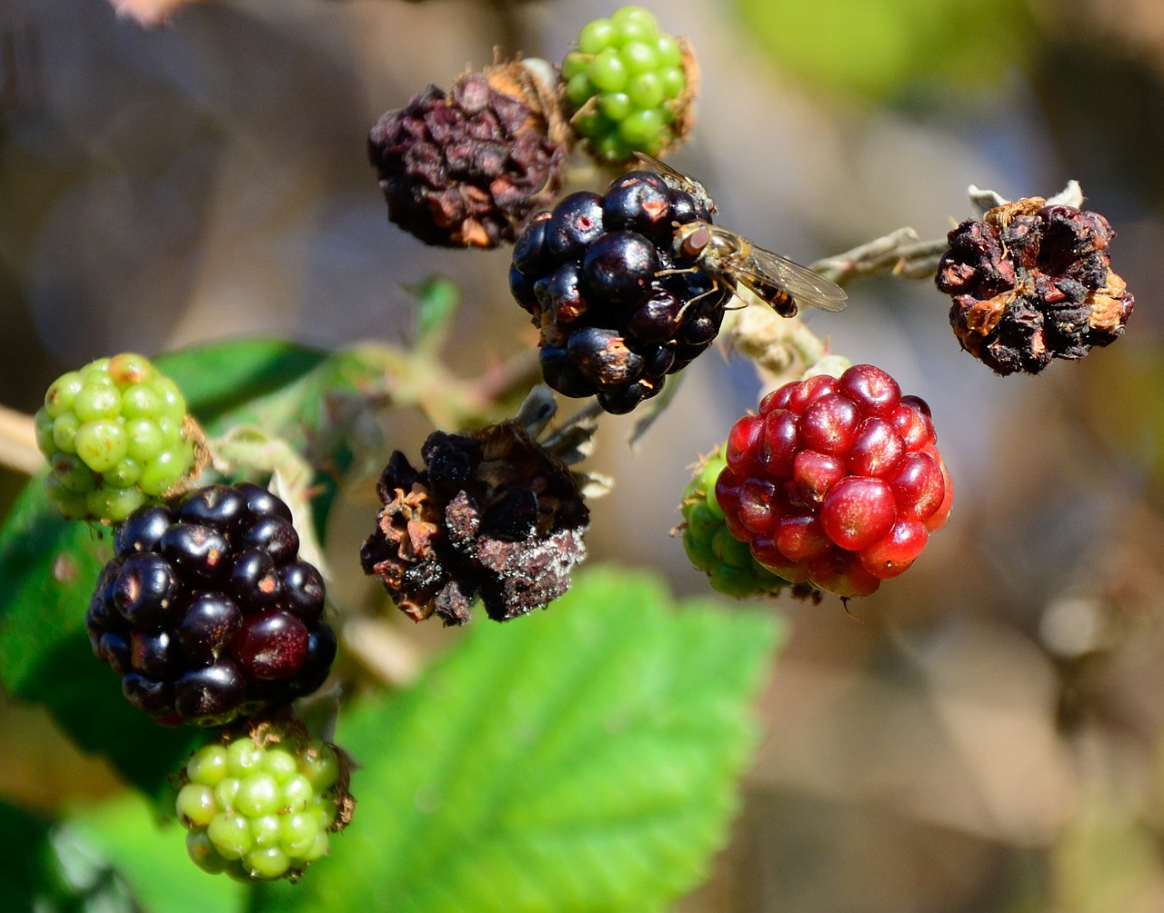 blackberries autumn dry free photo