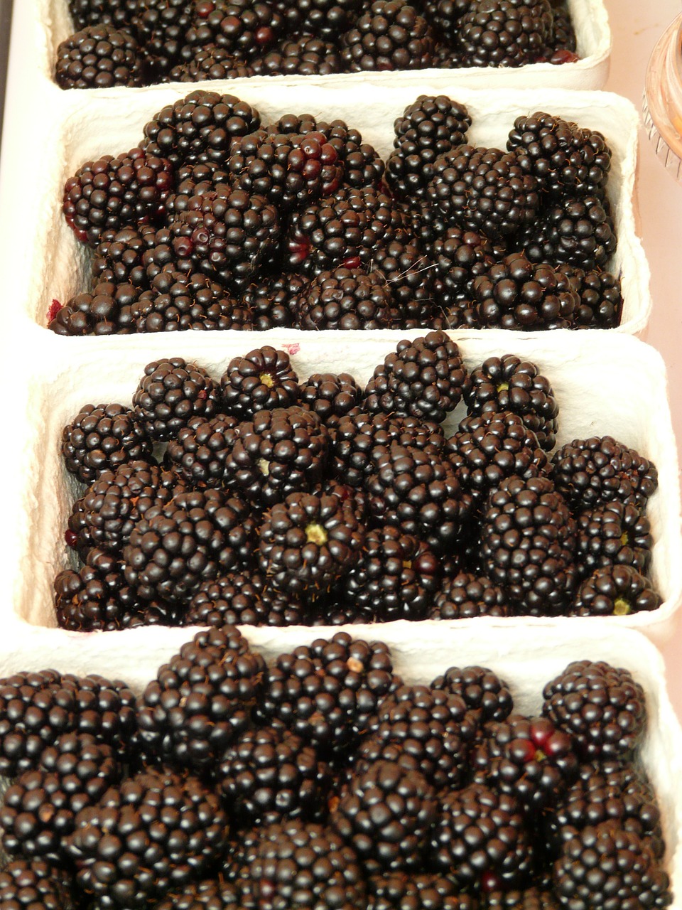 blackberries rubus sectio rubus berries free photo
