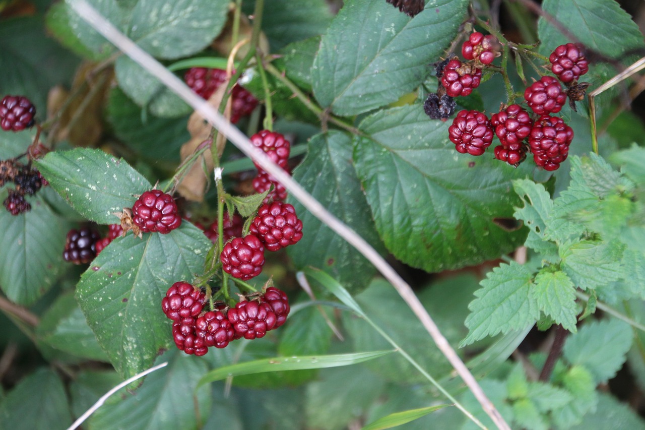 blackberries wine red plant free photo