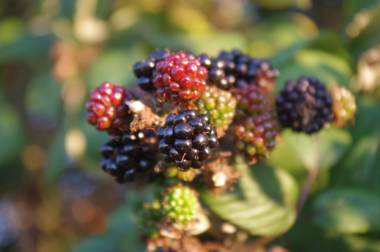blackberries autumn fruit free photo