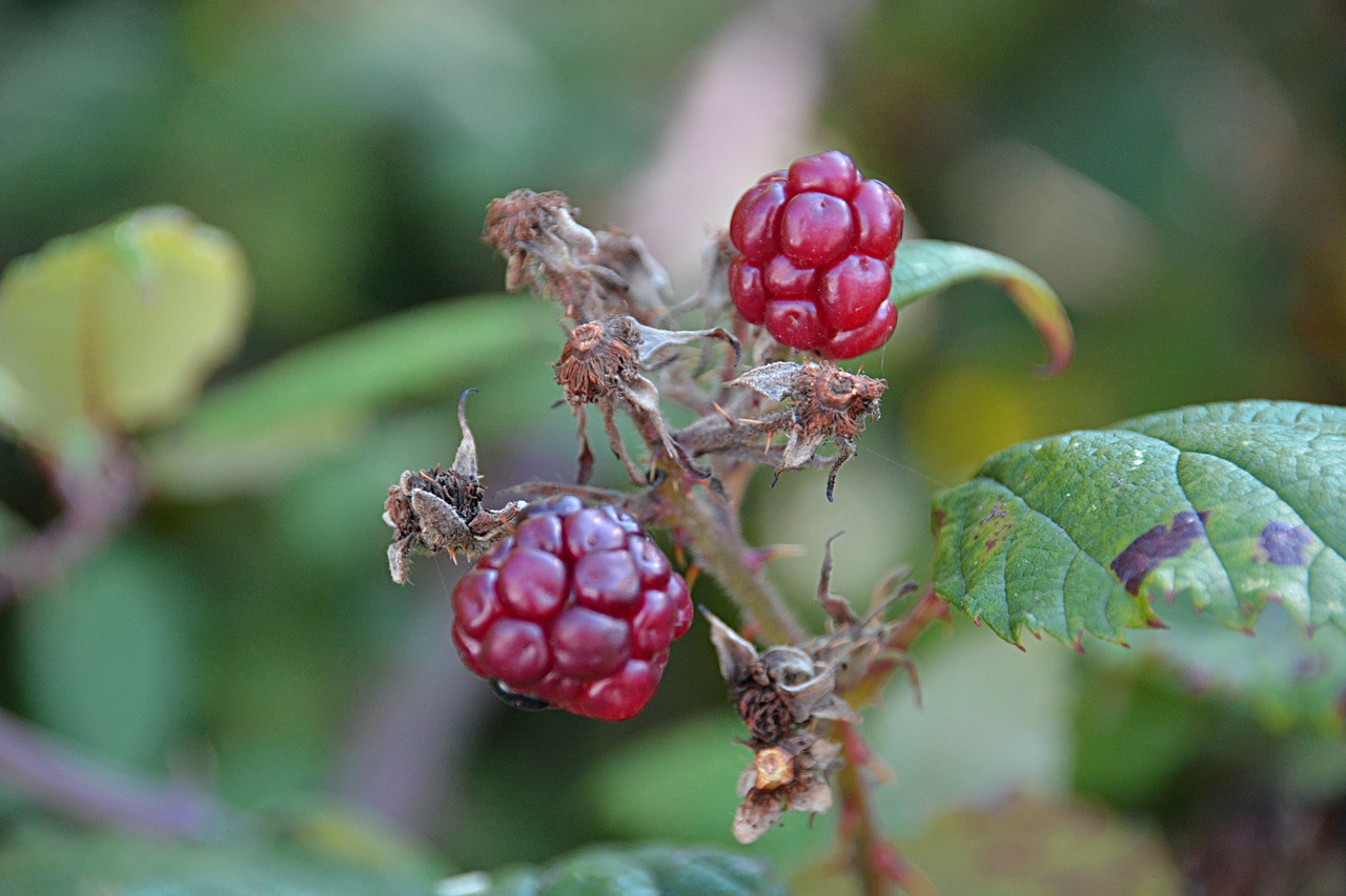 blackberries fruit plants free photo