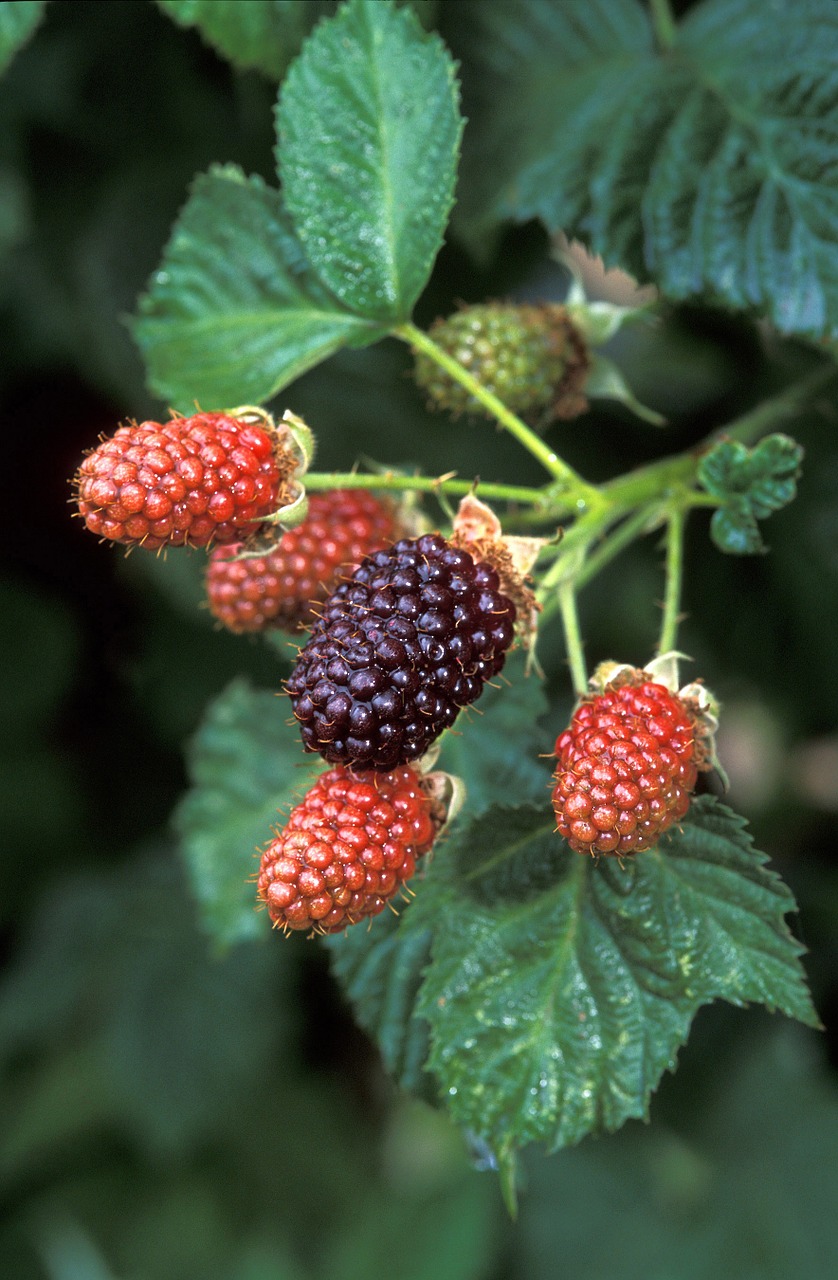 blackberries growing plant free photo
