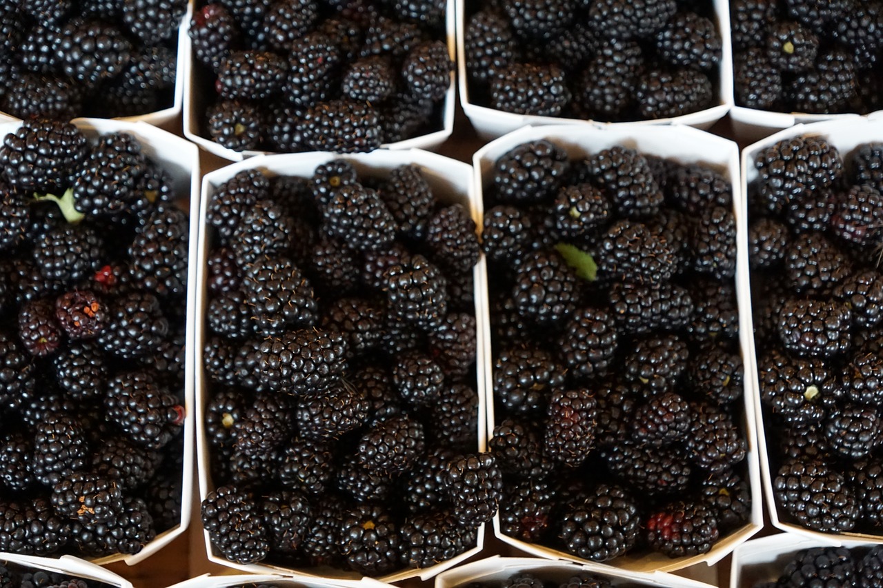 blackberries eat berries free photo