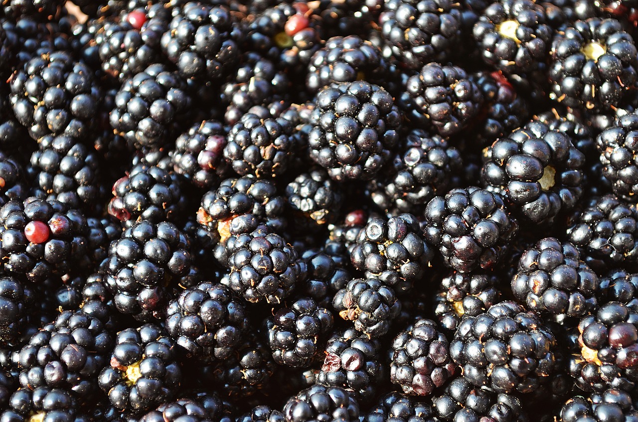 blackberries fruit fruits of the forest free photo