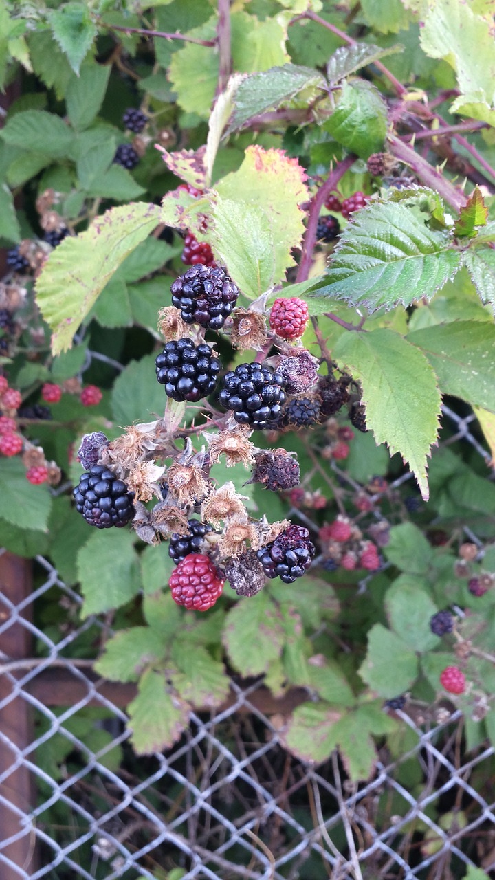 blackberries berries foliage free photo