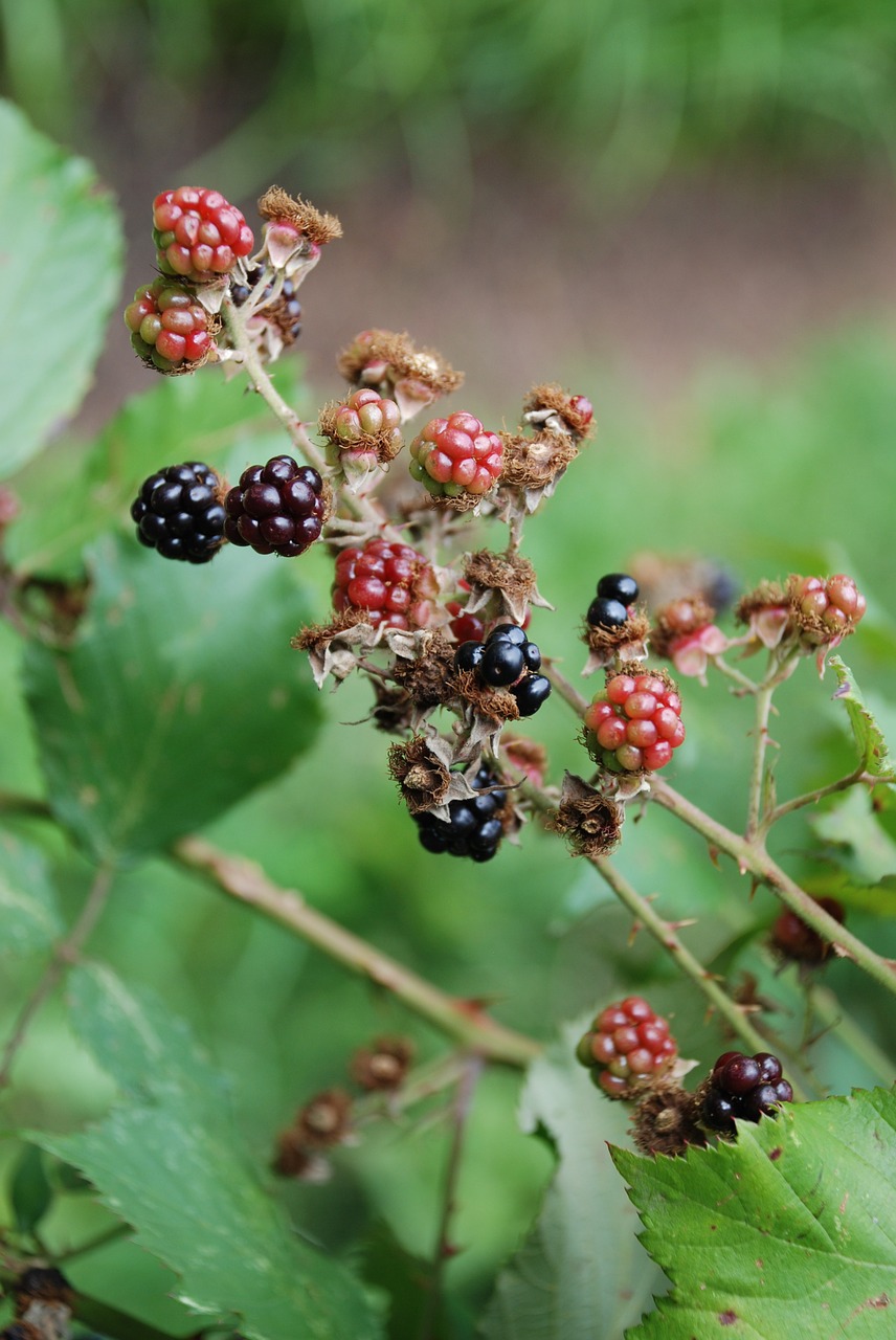 blackberries september berry free photo
