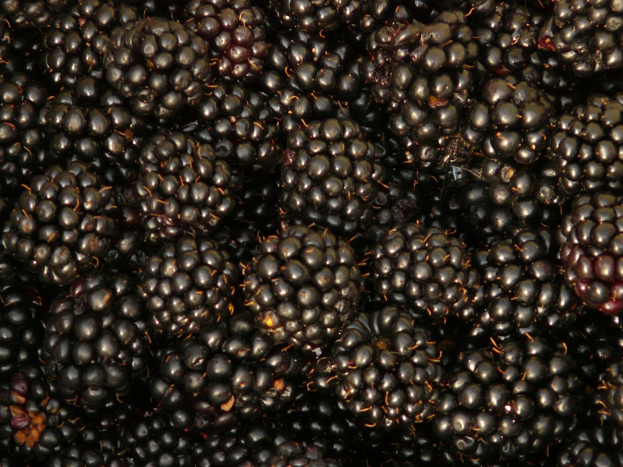 blackberries berries fruits free photo