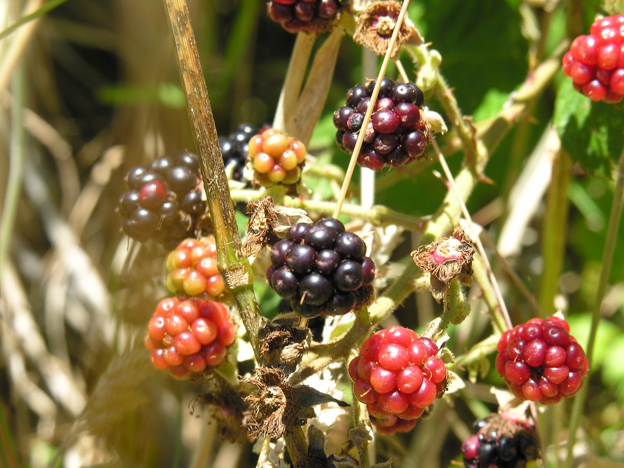 blackberries wild nature free photo