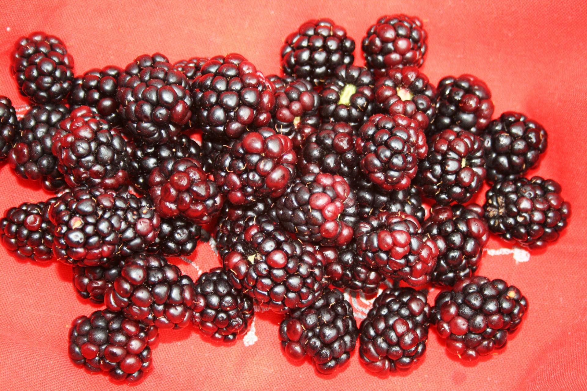 berries fresh blackberries free photo