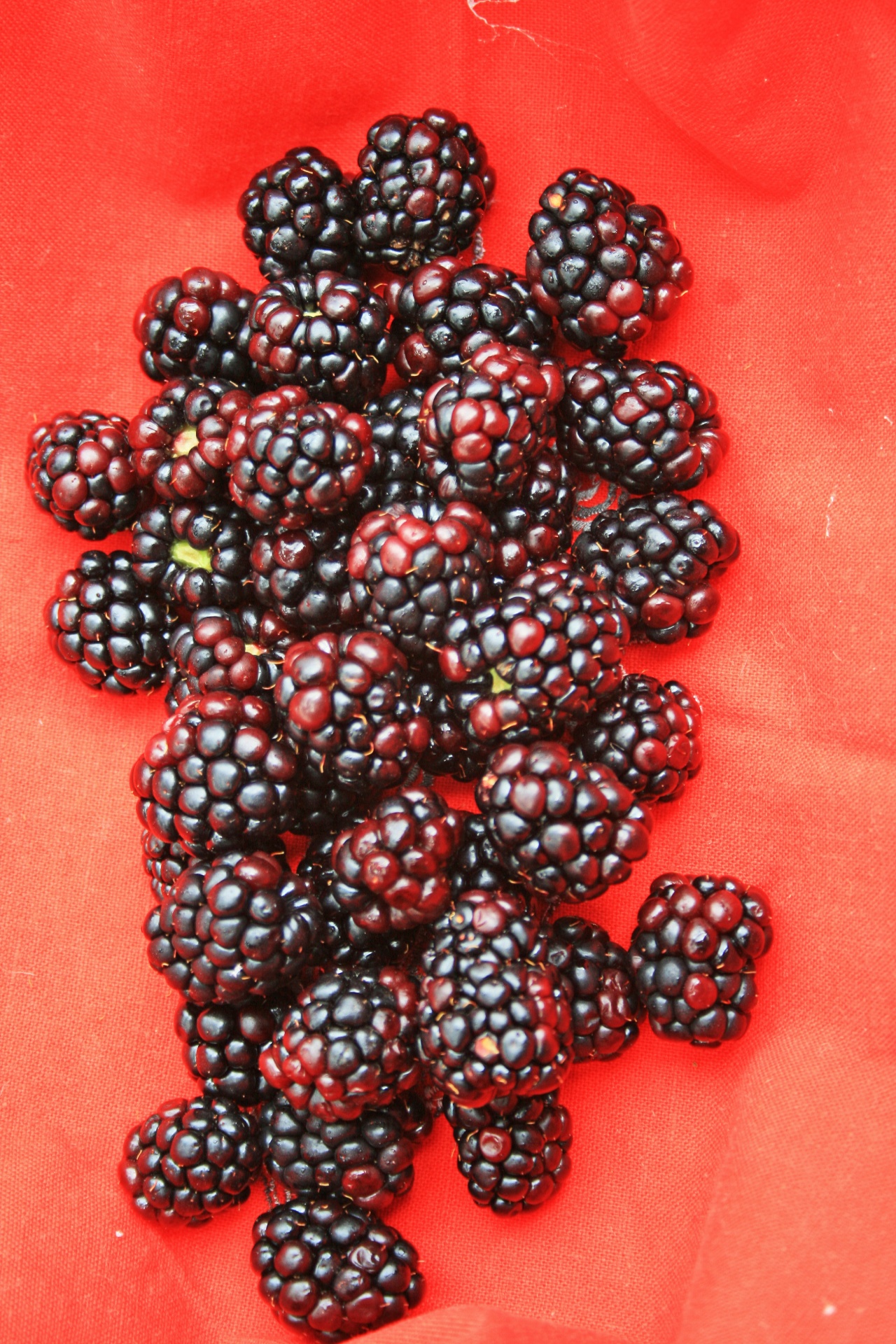 berries fresh blackberries free photo