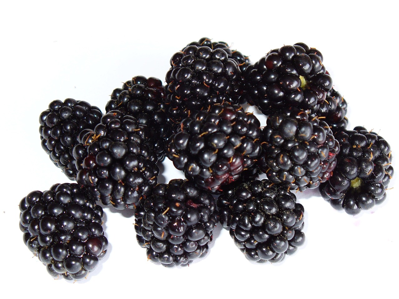 blackberry bramble berry free photo