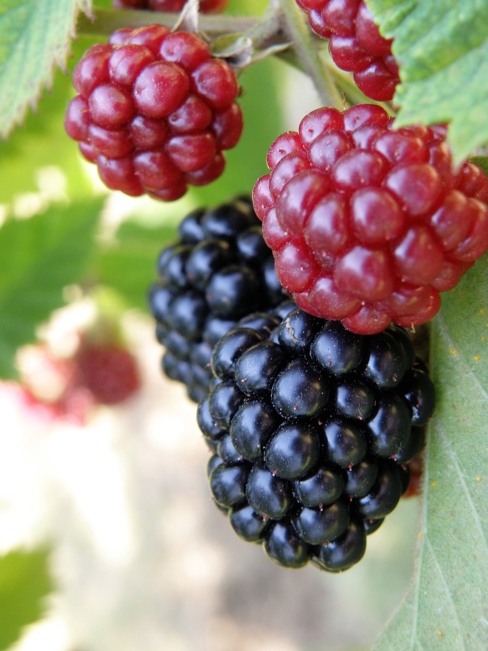blackberry fruit food free photo