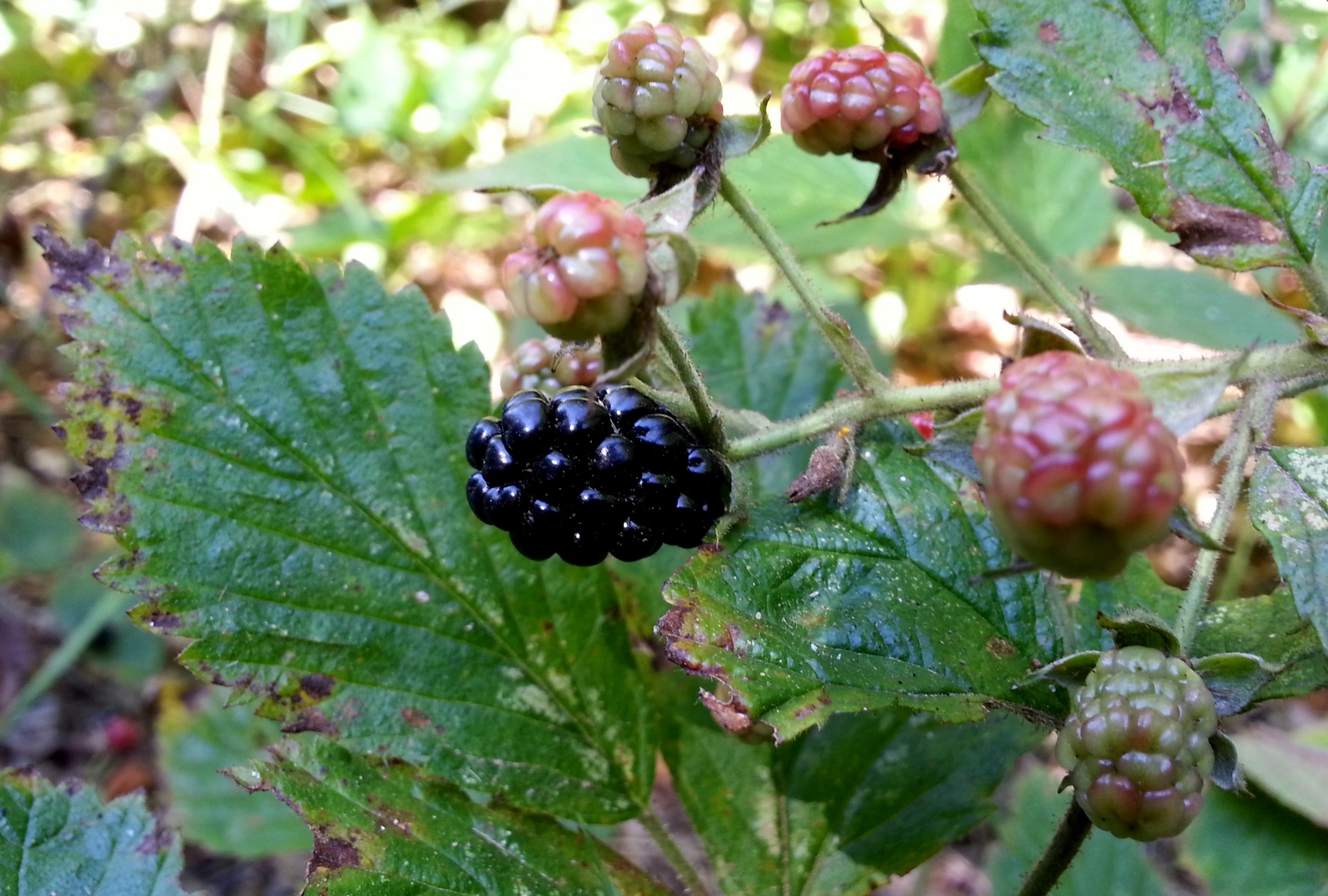 blackberry berry berries free photo