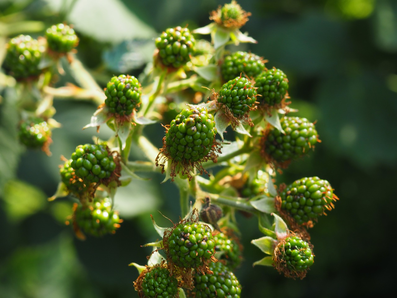 blackberry immature green free photo