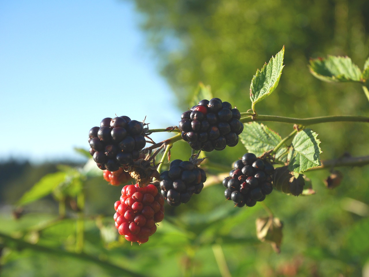 blackberry nature green free photo