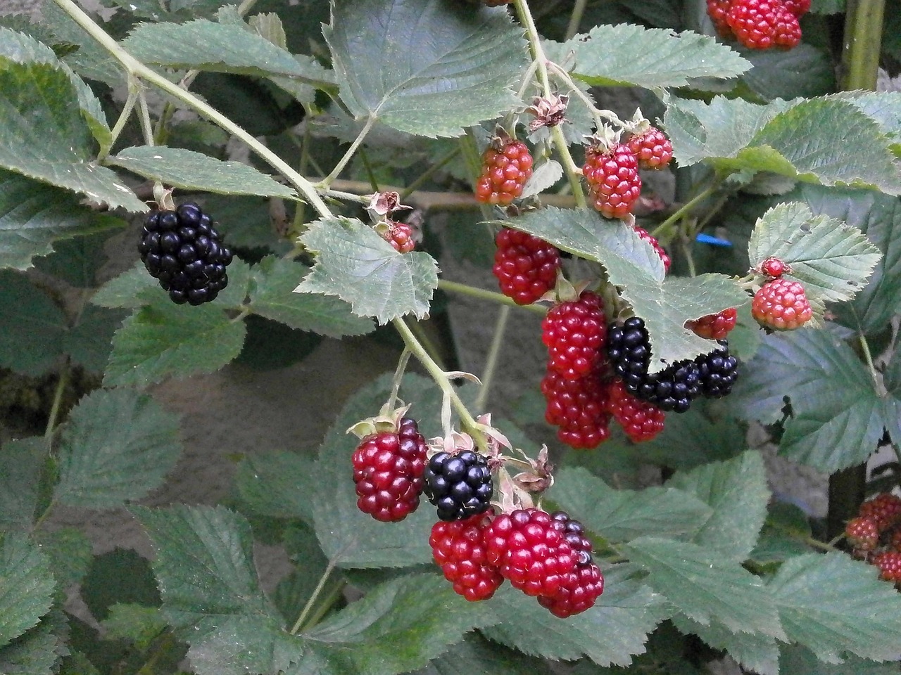blackberry berry rubus free photo