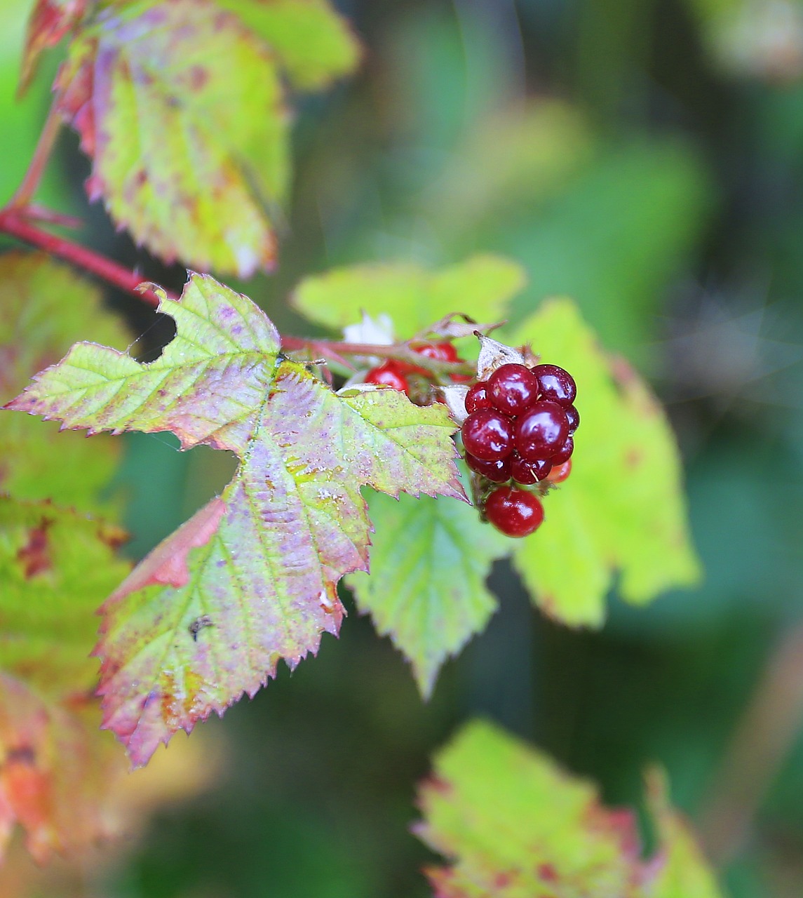 blackberry berry wild free photo