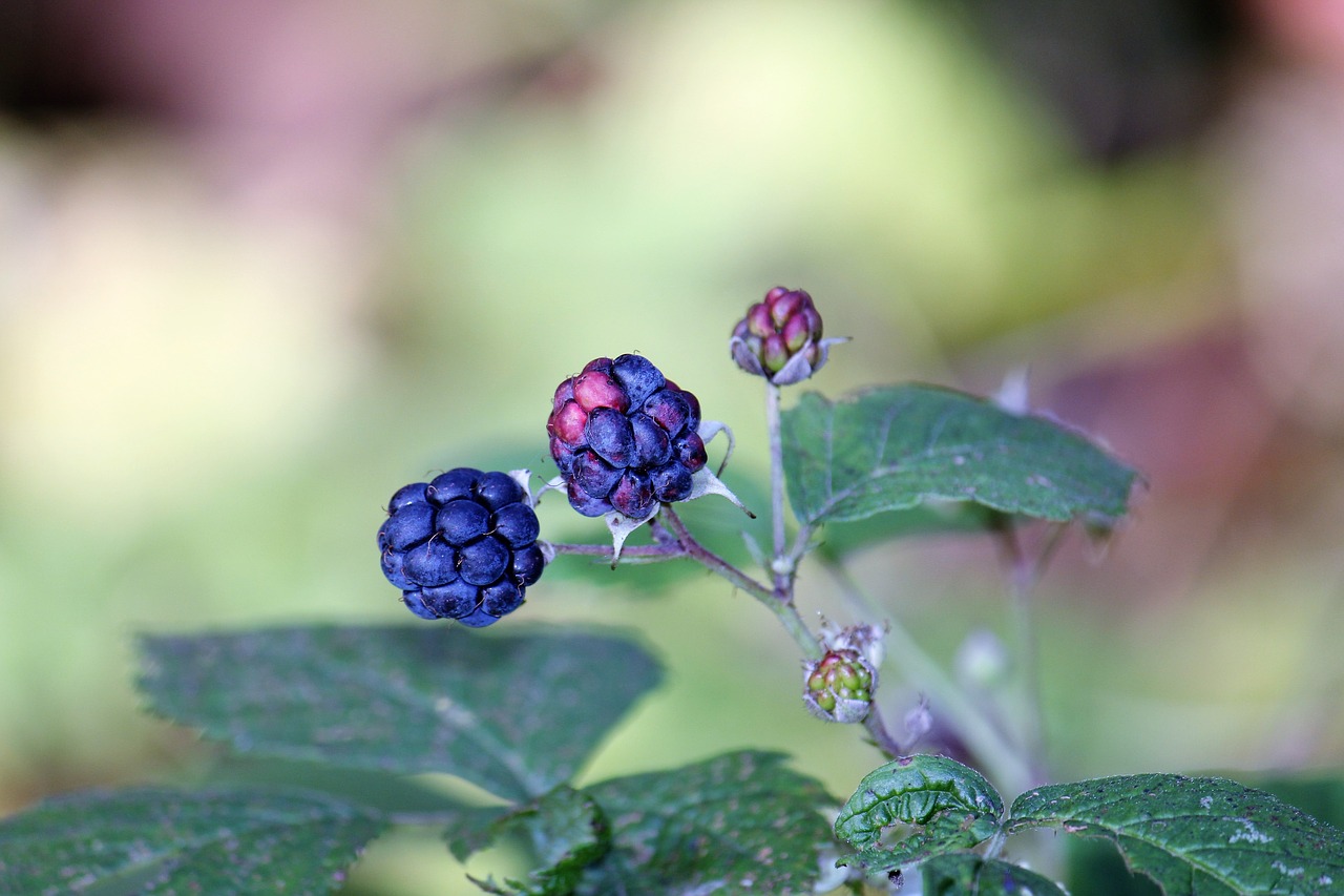 blackberry autumn berry free photo