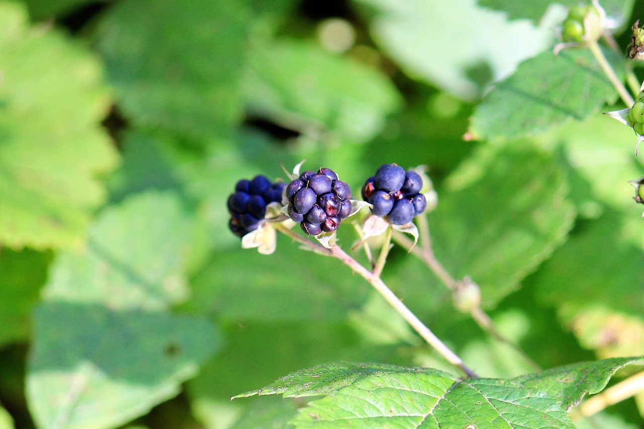 blackberry berry nature free photo