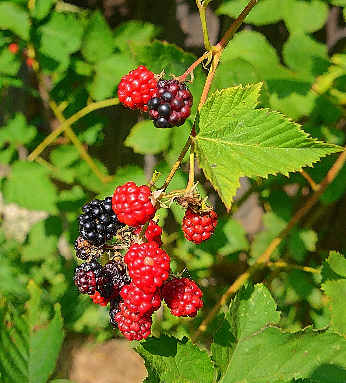 blackberry fruit cobweb free photo