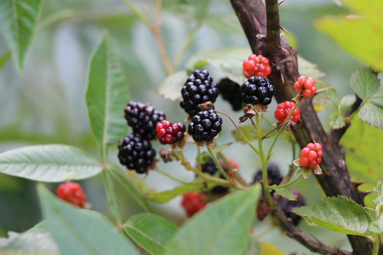 blackberry black berries free photo