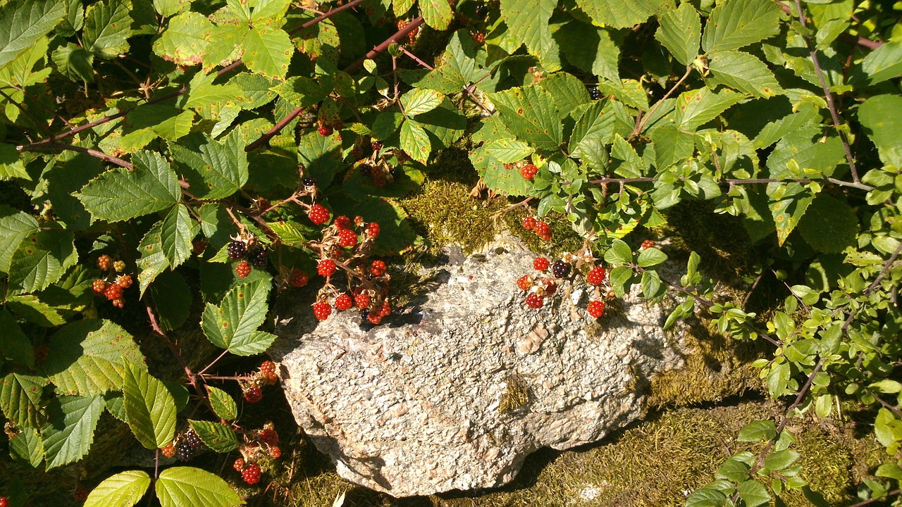 blackberry berry shrubs free photo