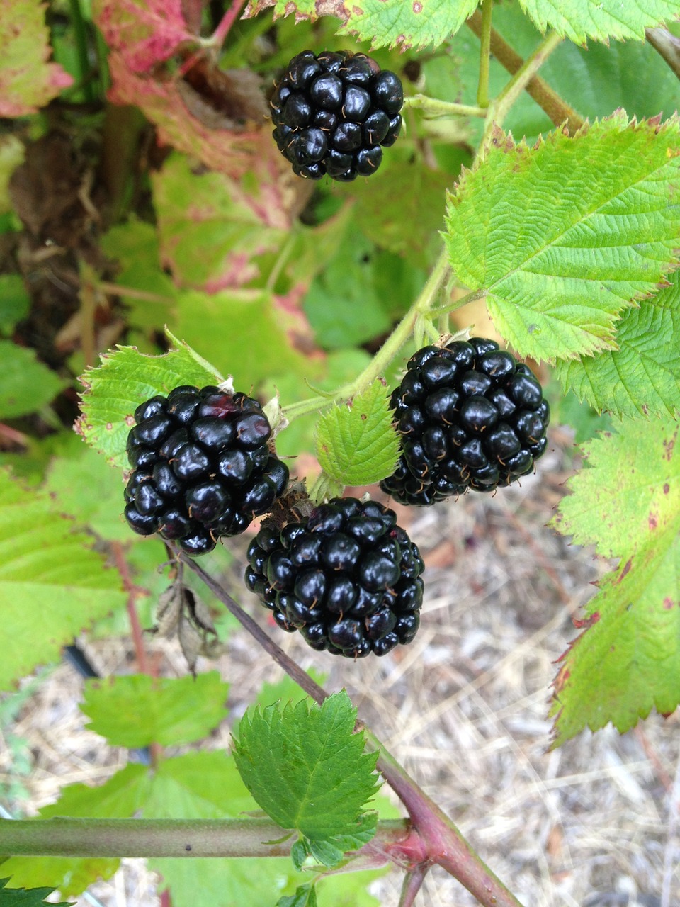 blackberry fruit berry free photo