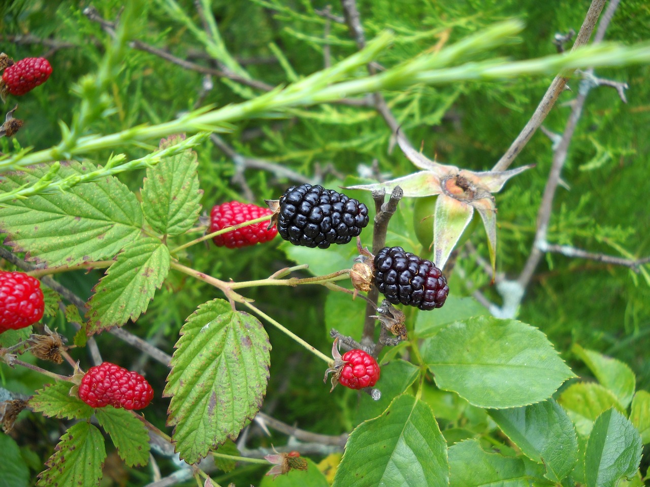 blackberry wild berry free photo