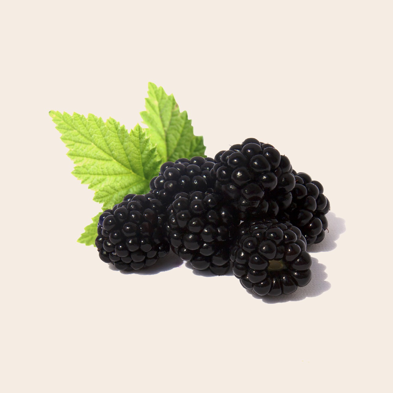 blackberry fruit health free photo
