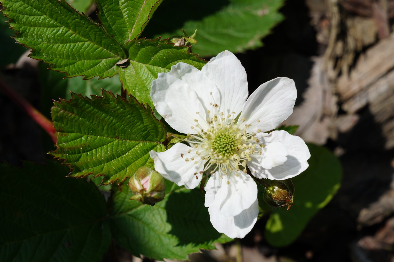 blackberry white fruit free photo