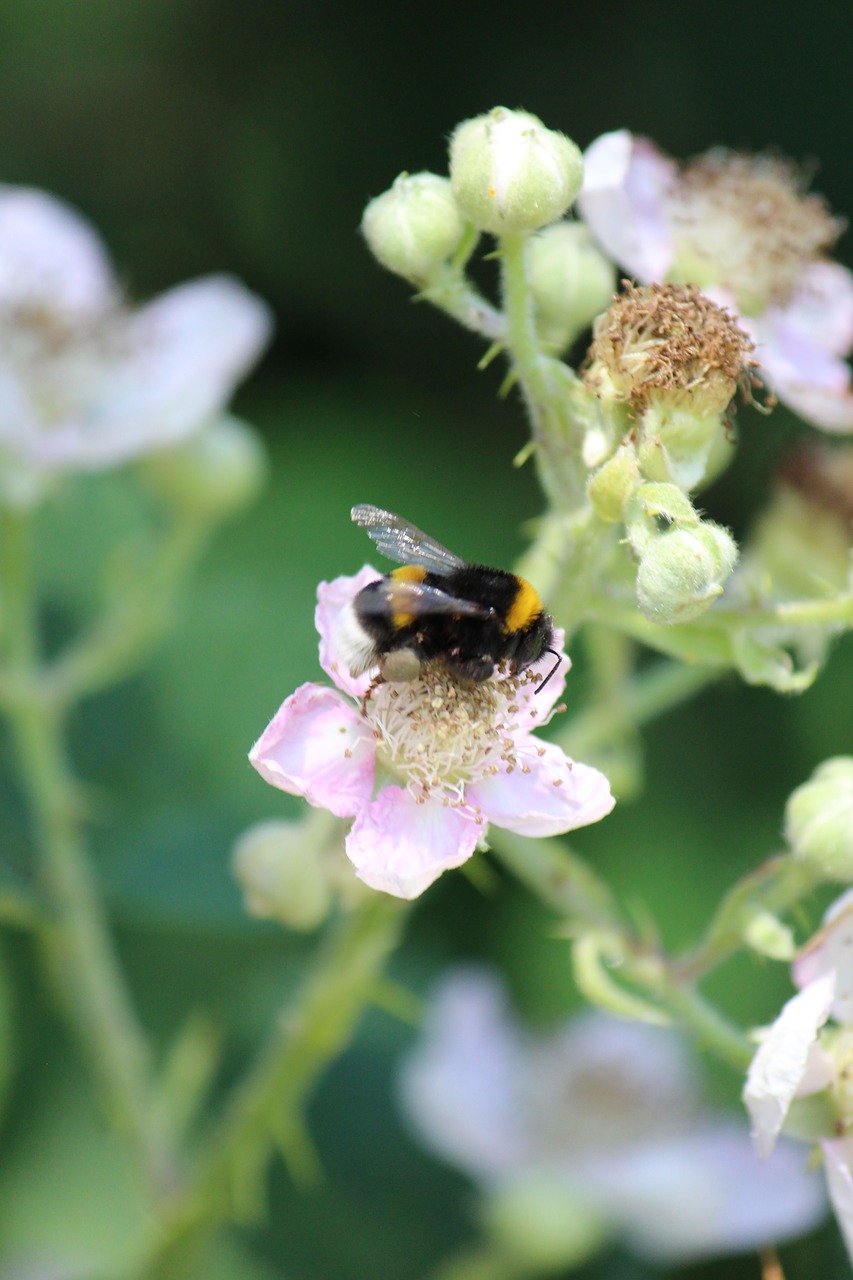 blackberry hummel pollination free photo