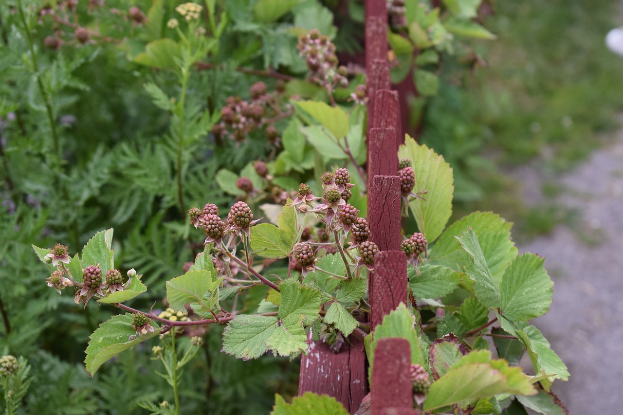 blackberry bush swedish berries free photo