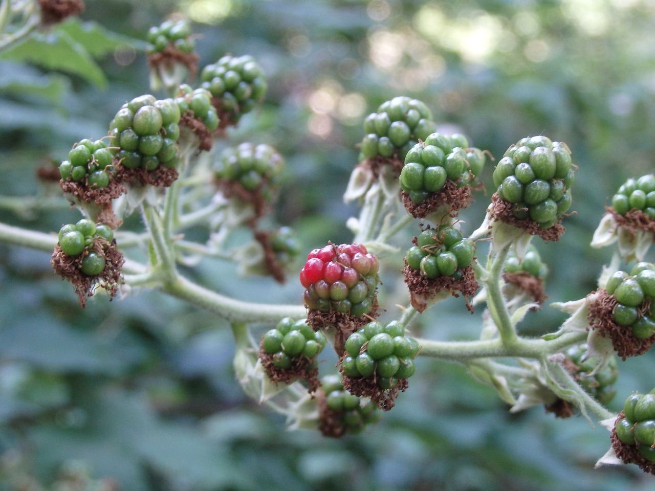blackberry unripe berries fruit free photo