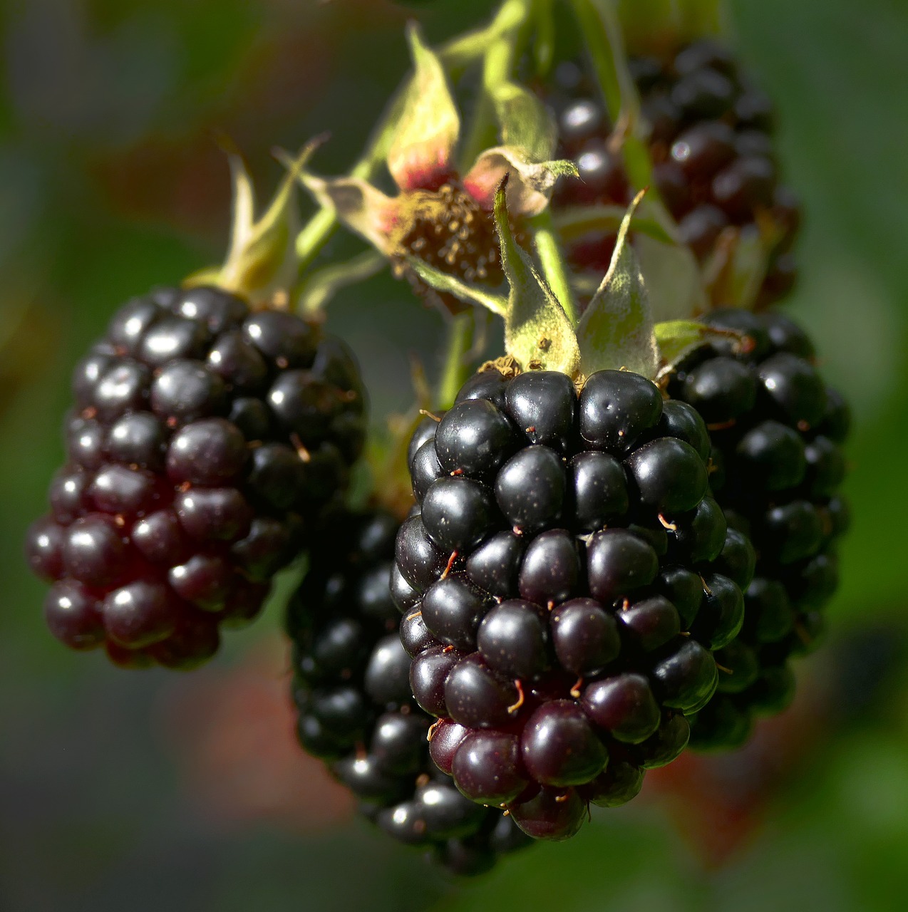 blackberry berries fruit free photo