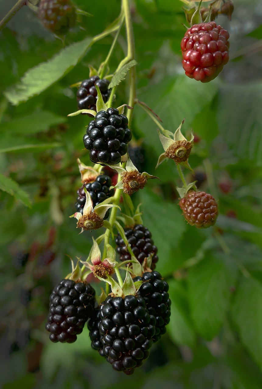 blackberry berries fruit free photo