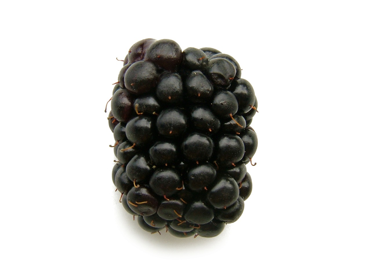 blackberry fruit berry free photo