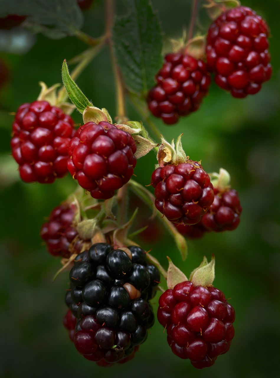 blackberry berries panicle free photo