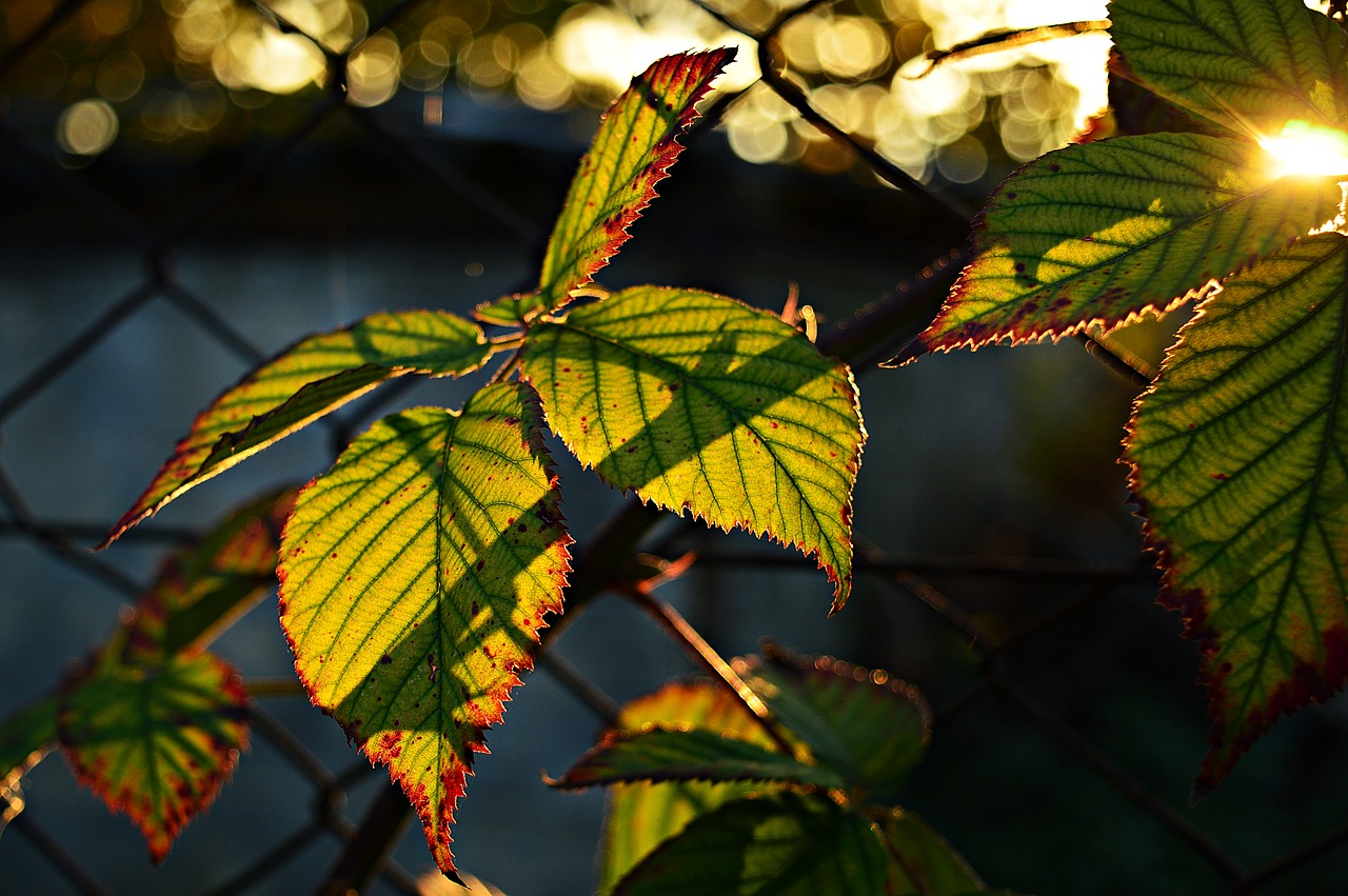 blackberry leaves bush free photo