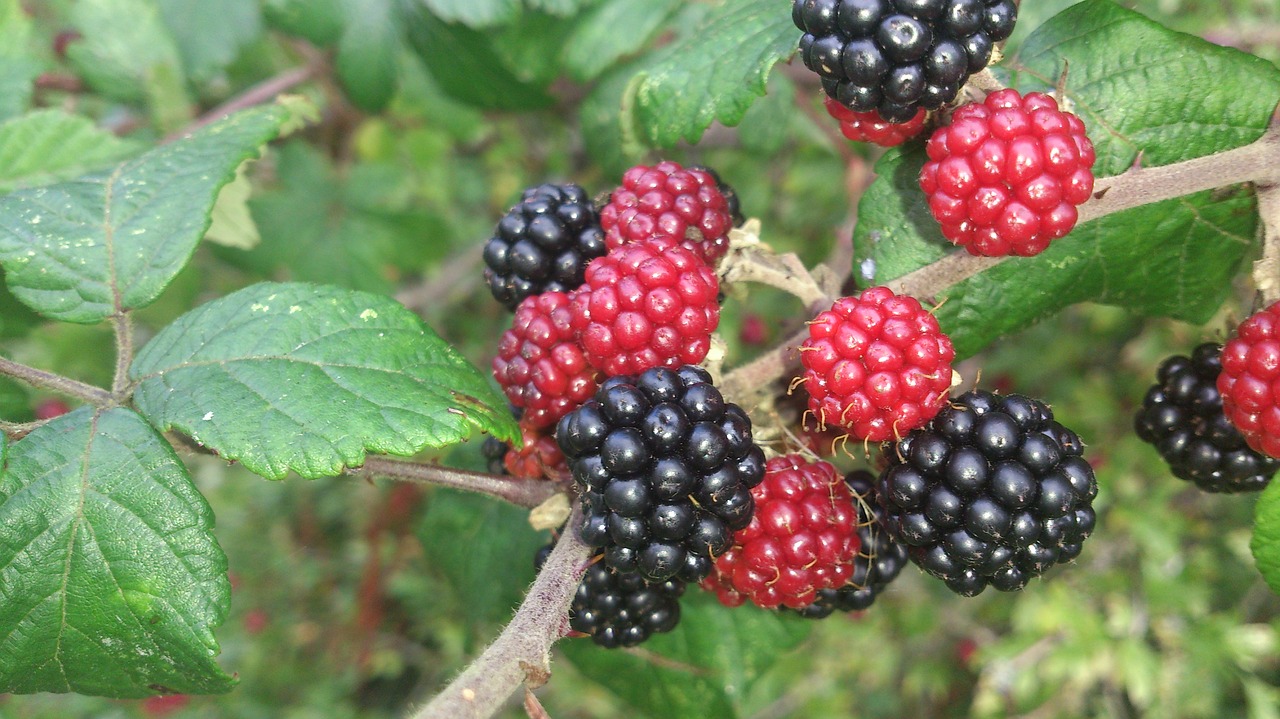 blackberry fruit nature free photo